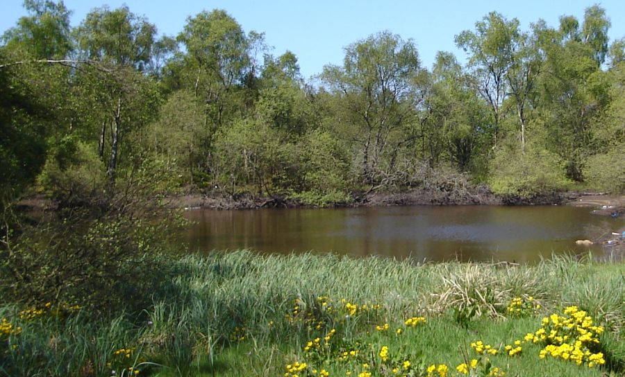 Pond in Palacerigg Country Park