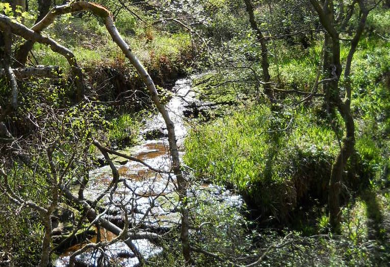 Stream through Glencryon Woodlands in Palacerigg Country Park