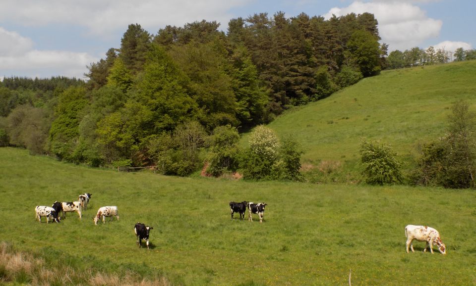 Countryside between Mauchline and Catrine