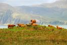 jura-highland-cattle.jpg