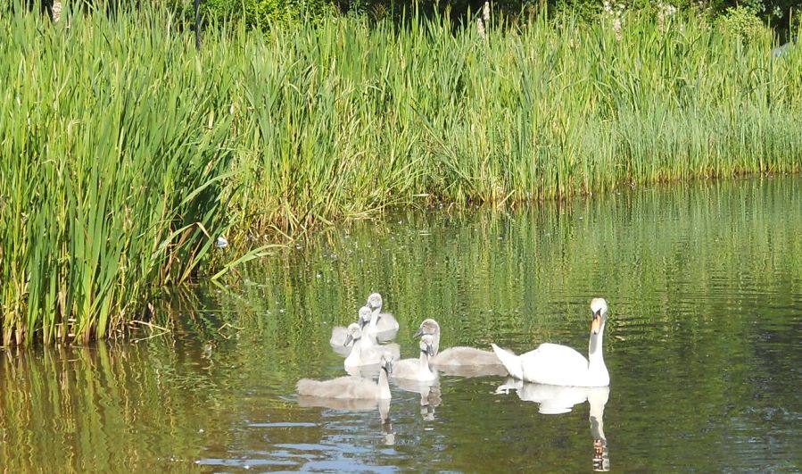 Swans in Wildlife Pond in Springburn Park in the NE of Glasgow