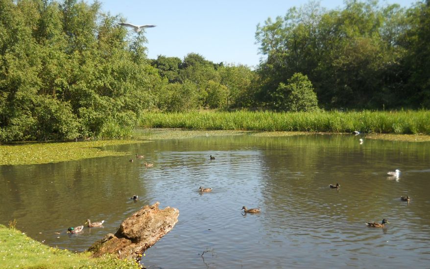 Wildlife Pond in Springburn Park in the NE of Glasgow