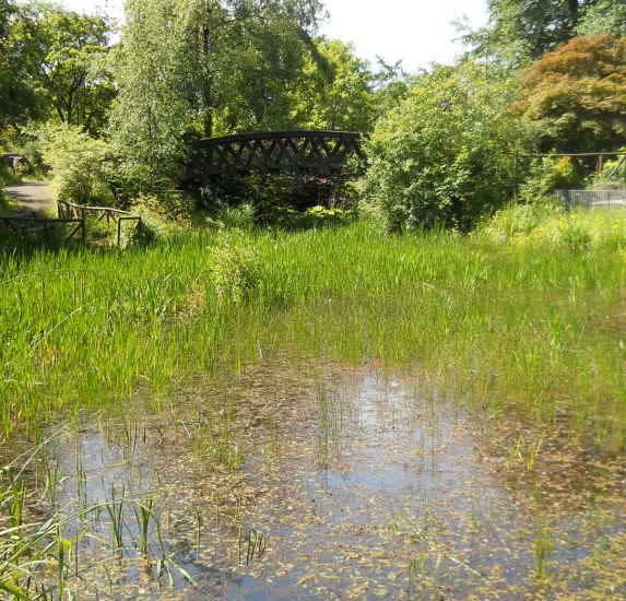 Pond in the Rockery in Springburn Park in the NE of Glasgow