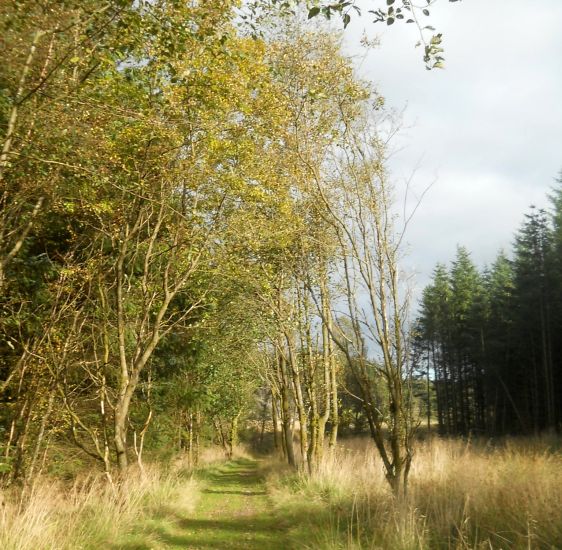 Path through Lennox Forest