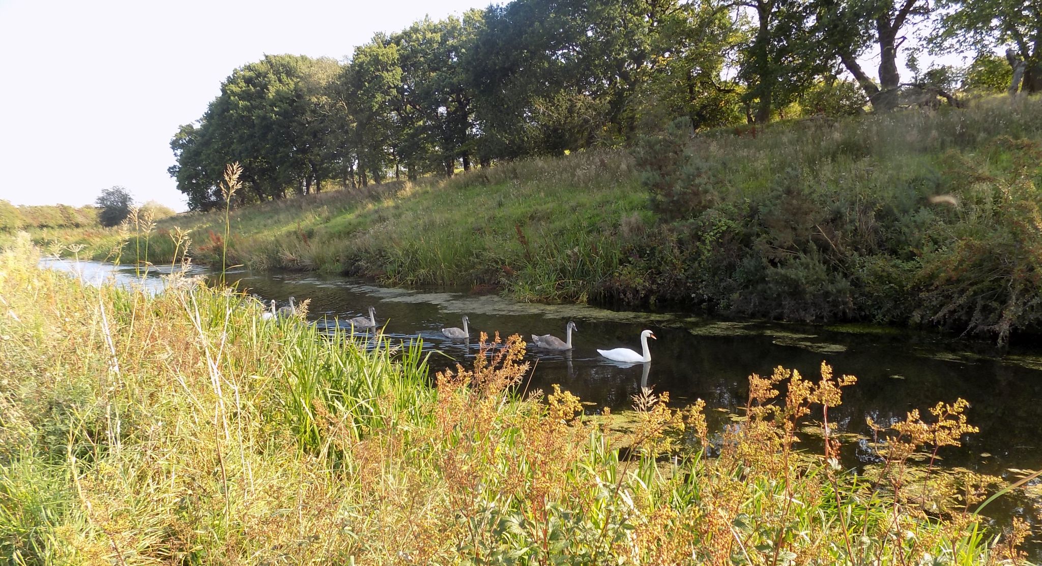 Swans on the Union Canal