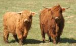 highland-cattle.jpg