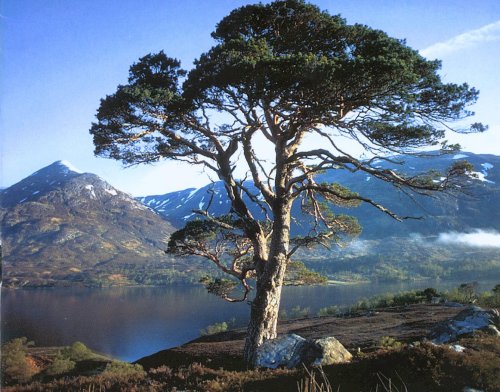 Glen Affric in the NW Highlands of Scotland