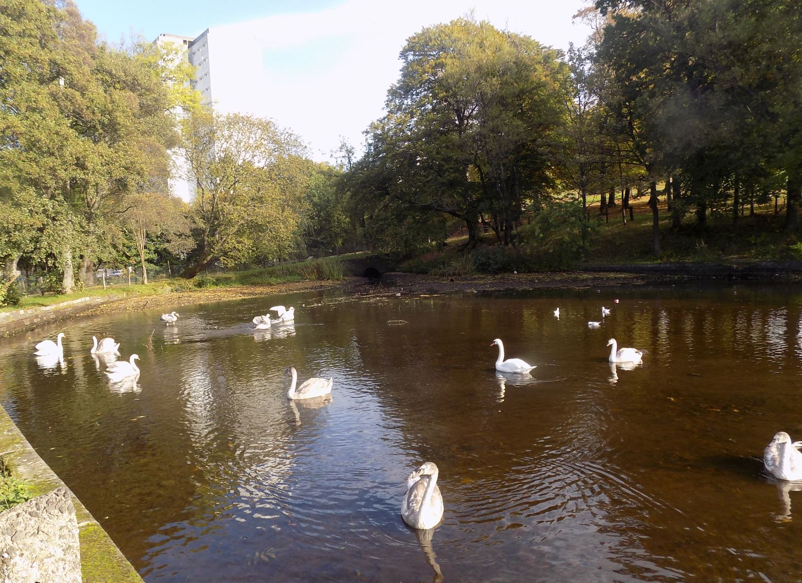The Duck Pond in Dalmuir Park