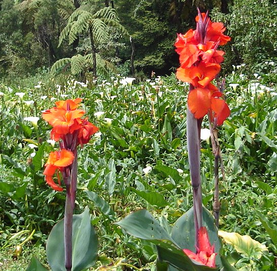 Flowers in Victoria Park in Nuwara Eliya in the Hill Country of Sri Lanka
