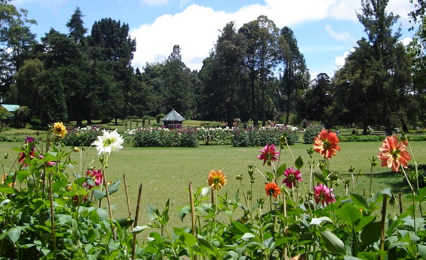 Flowers in Victoria Park