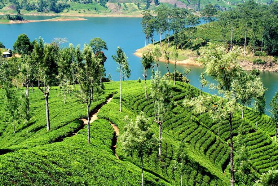 Tea Plantation above Gregory's Lake at Nuwara Eliya in the Hill Country of Sri Lanka