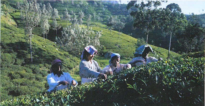 Workers in Tea Plantation at Nuwara Eliya in the Hill Country of Sri Lanka