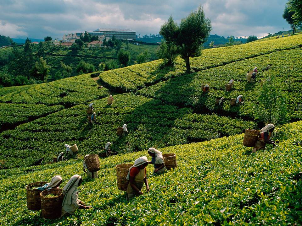 Workers in Tea Plantation in the Hill Country of Sri Lanka