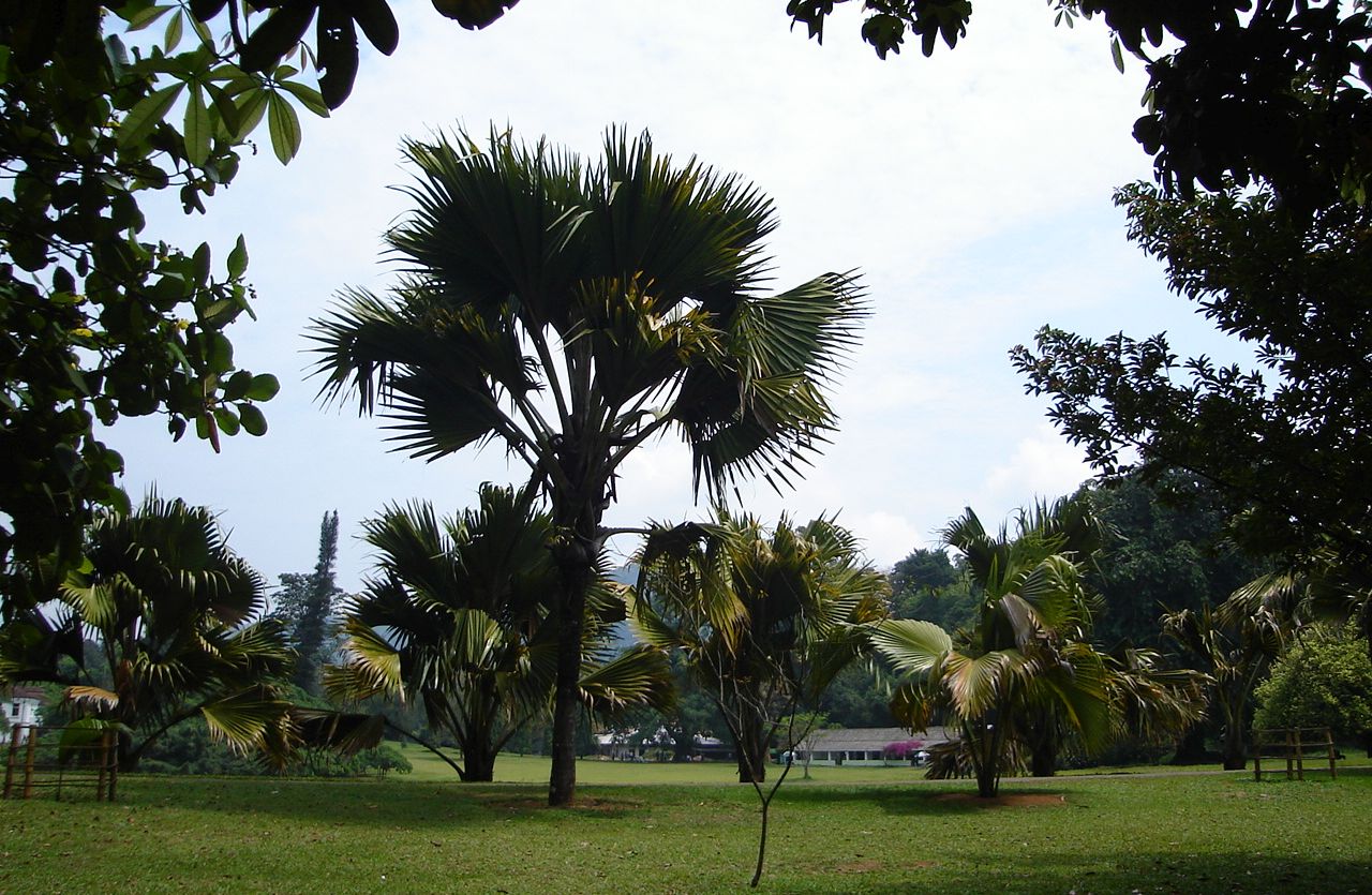 Palm Trees in Peradeniya Botanic Gardens near Kandy