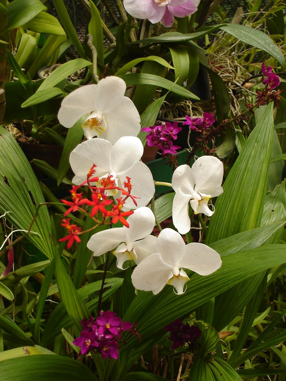 Orchids in Peradeniya Botanic Gardens
