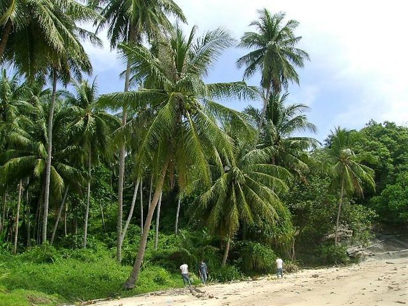 Palm Trees on Pha Ngan Island in Southern Thailand