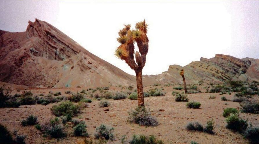 Yuccah Tree ( Joshua Tree ) in Rainbow Basin