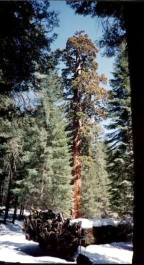 Giant Sequoia in Sequoia National Park