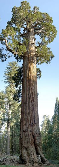 General Grant giant sequoia tree in King's Canyon National Park