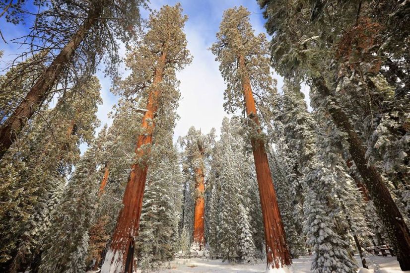 Giant Sequoia Trees in Sequoia National Park