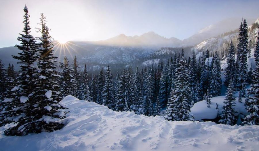 Snow-bound forest in winter