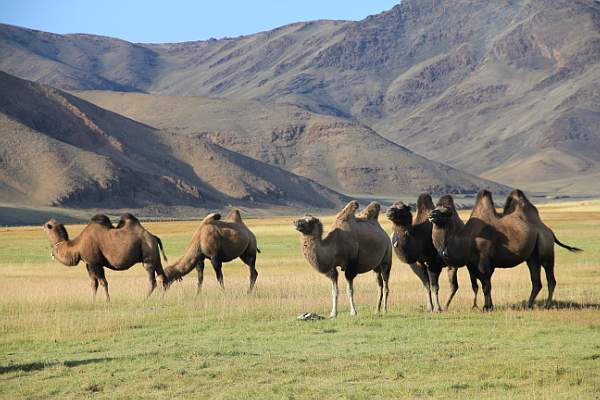 Camels in the Altai Mountains