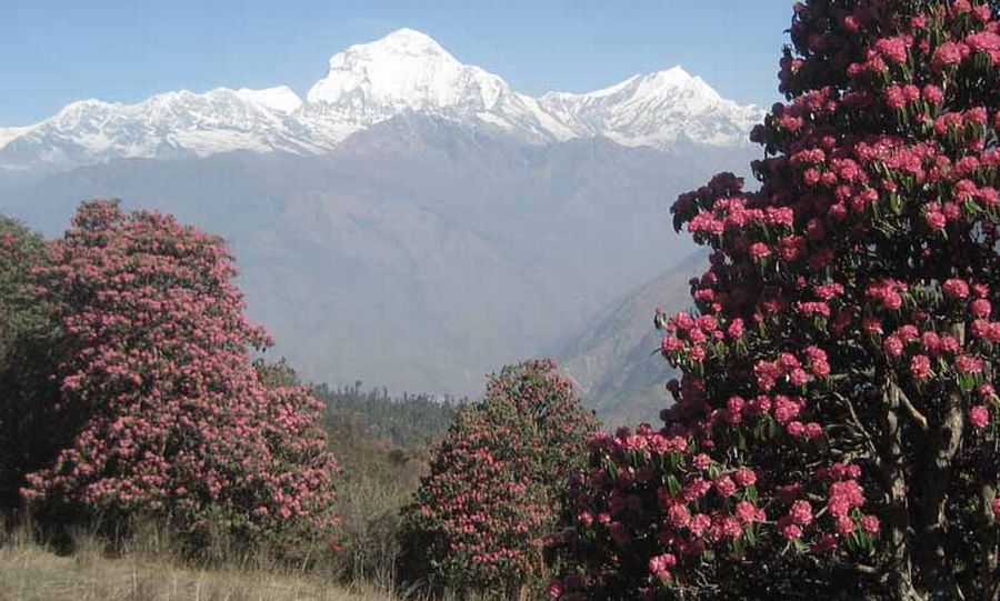 Dhaulagiri I and Tukuche Peak