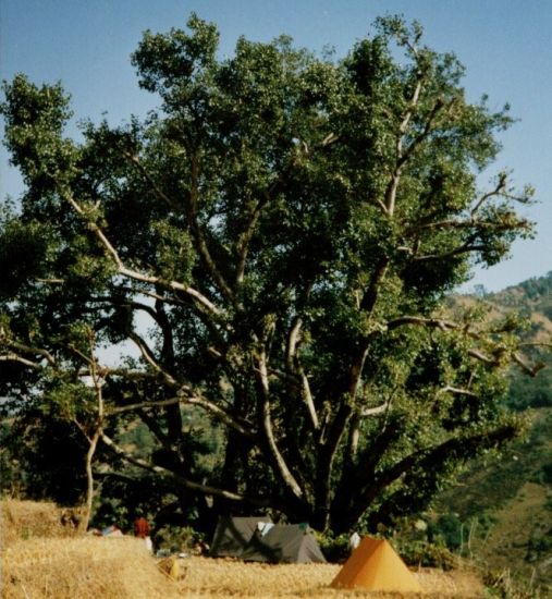 Camp on Terraces beneath Burr Tree at Dobhan Village in the Tamur River Valley