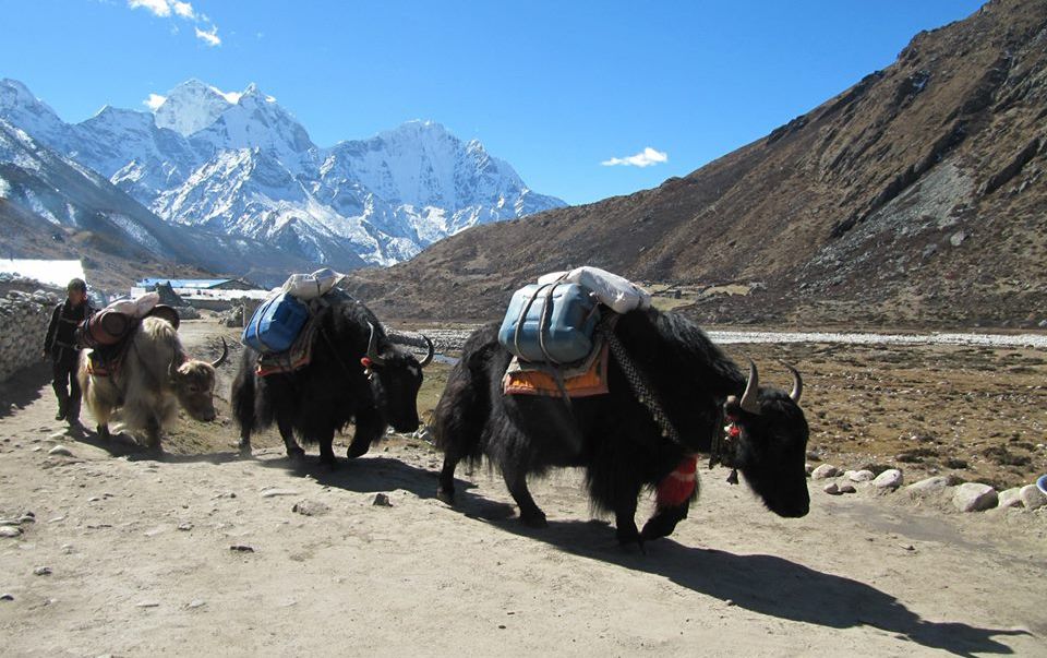 Yaks on route to Everest Base Camp