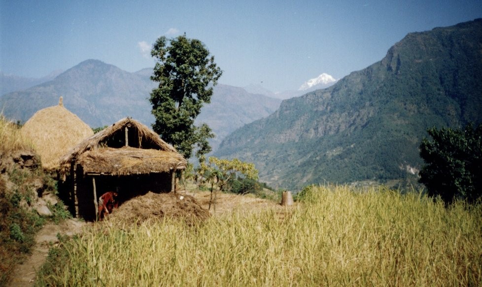 Farmhouse and Millet Field