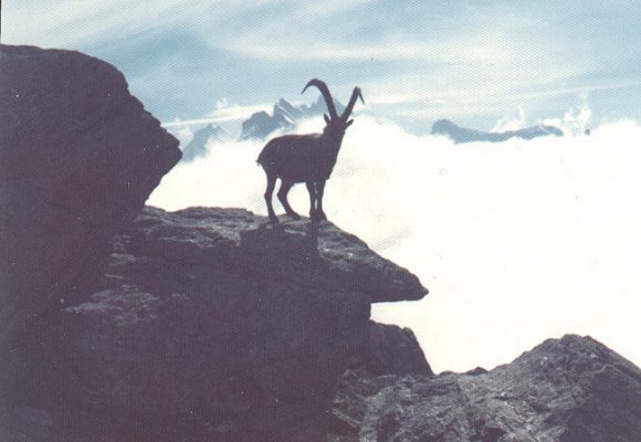 Ibex in the Bernese Oberland