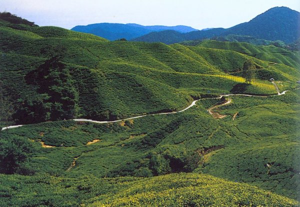 Cameron Highlands