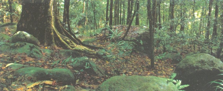 Jungle on the trail through tropical rain forest to Kampung Juara on Tioman Island off Peninsular Malaysia