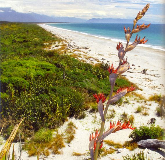 Tasman Sea Beach on the West Coast of the South Island