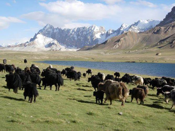 Yaks on route to the Shishmal Pass in the Pakistan Karakoram