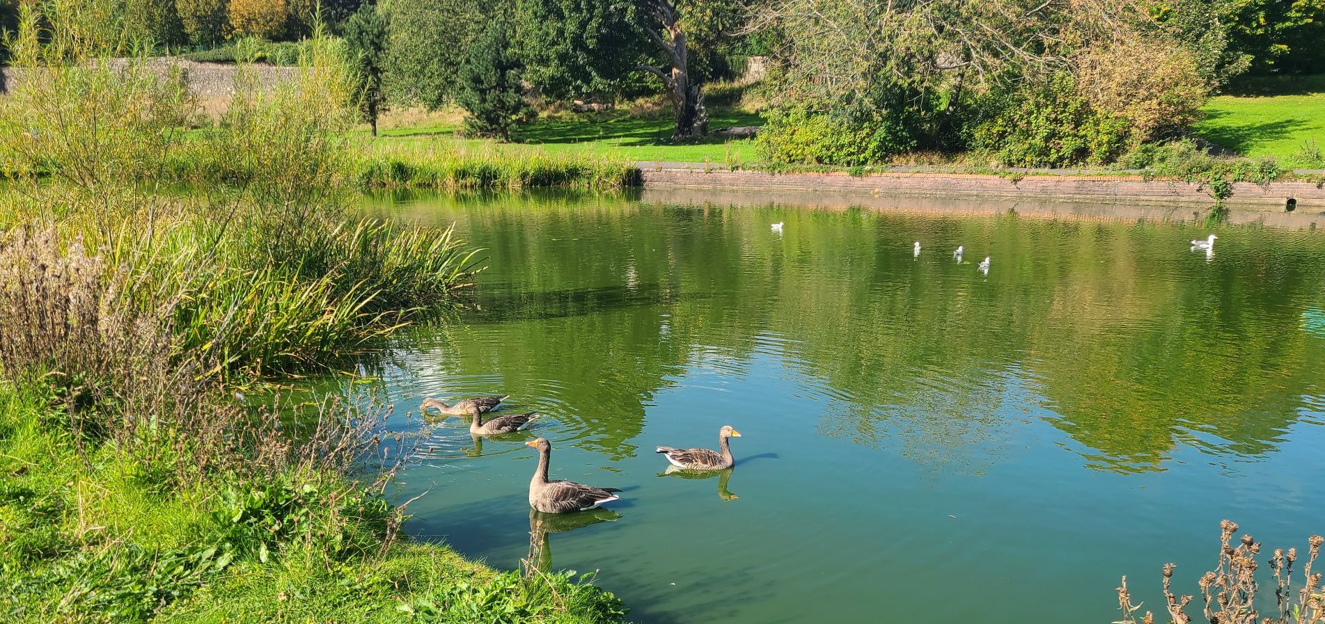 Pond at  Auchinlea Park