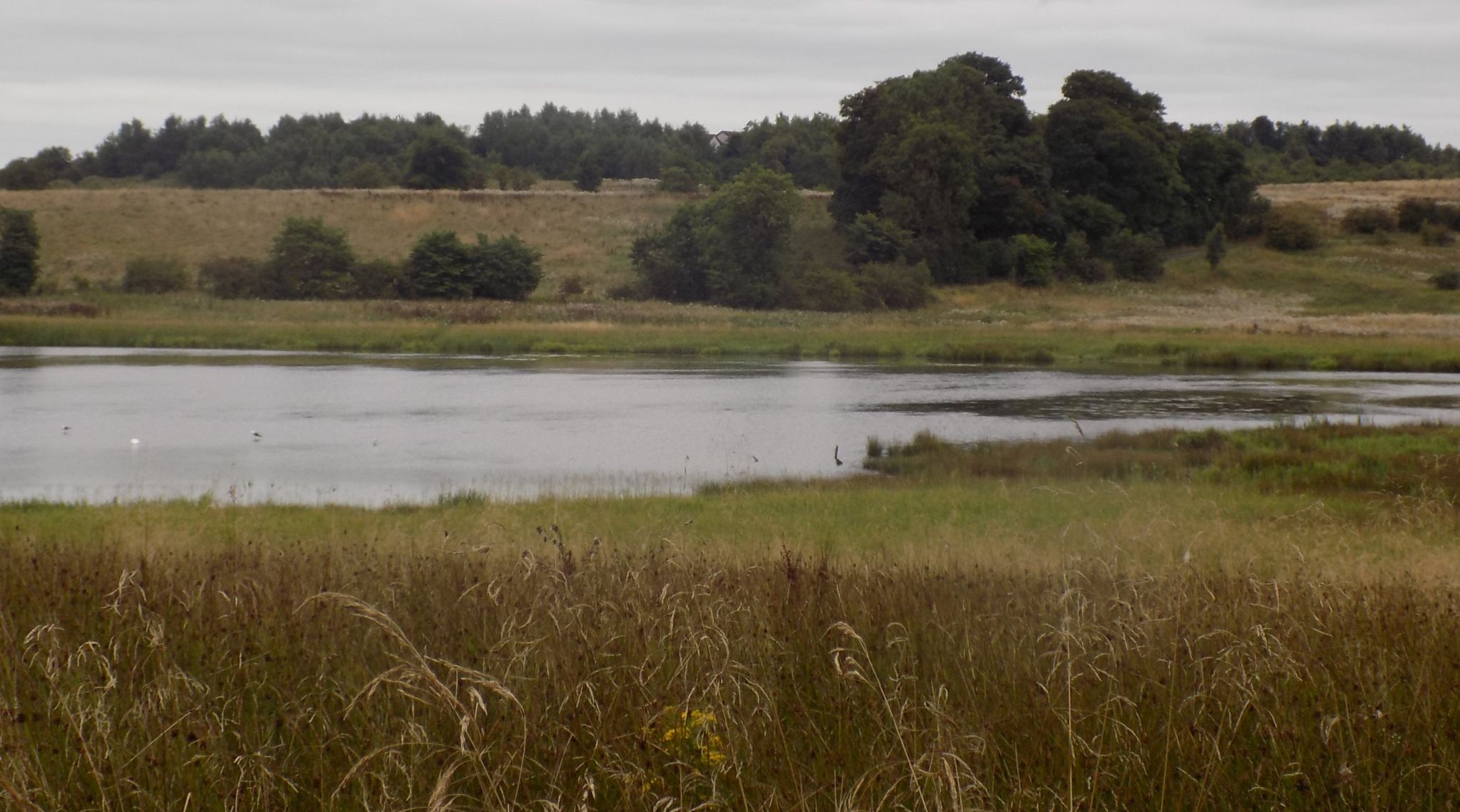 Wetland area around one of the Gartloch Pools