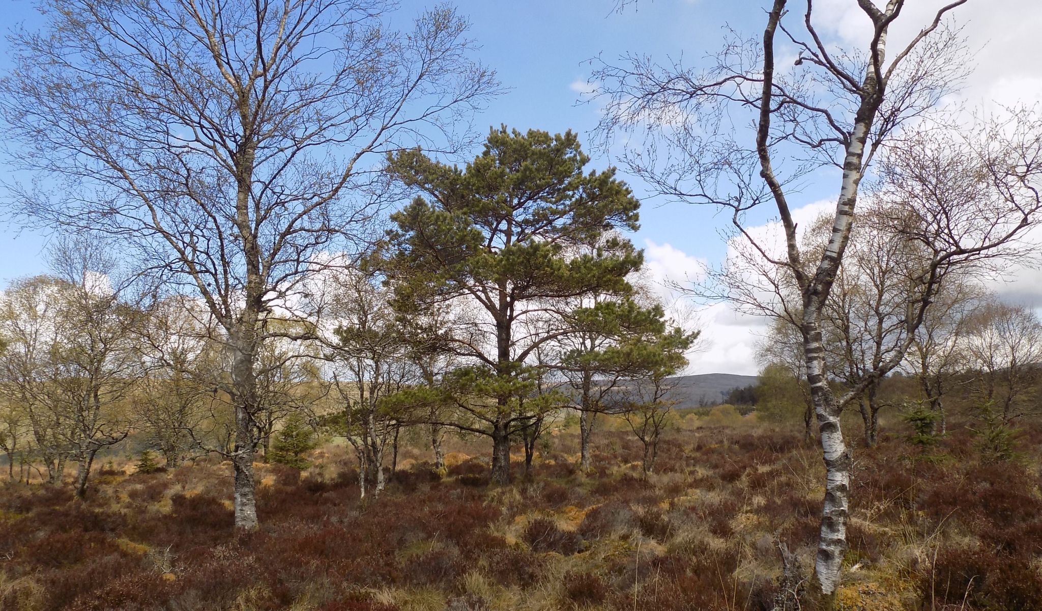 Scots Pine tree on Muirhouse Moor