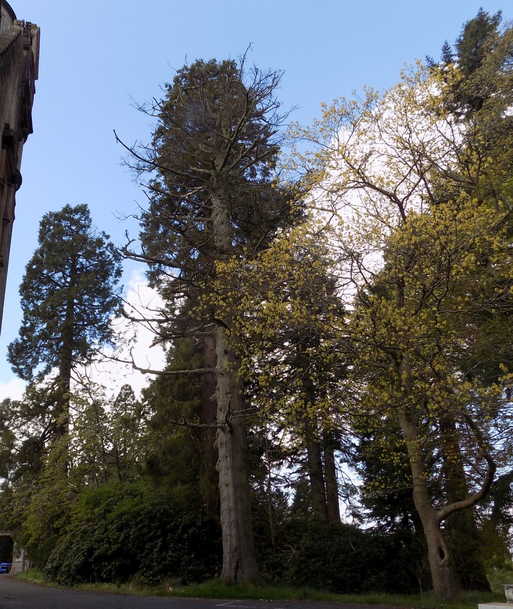 Giant Redwoods at Ballikinrain Castle