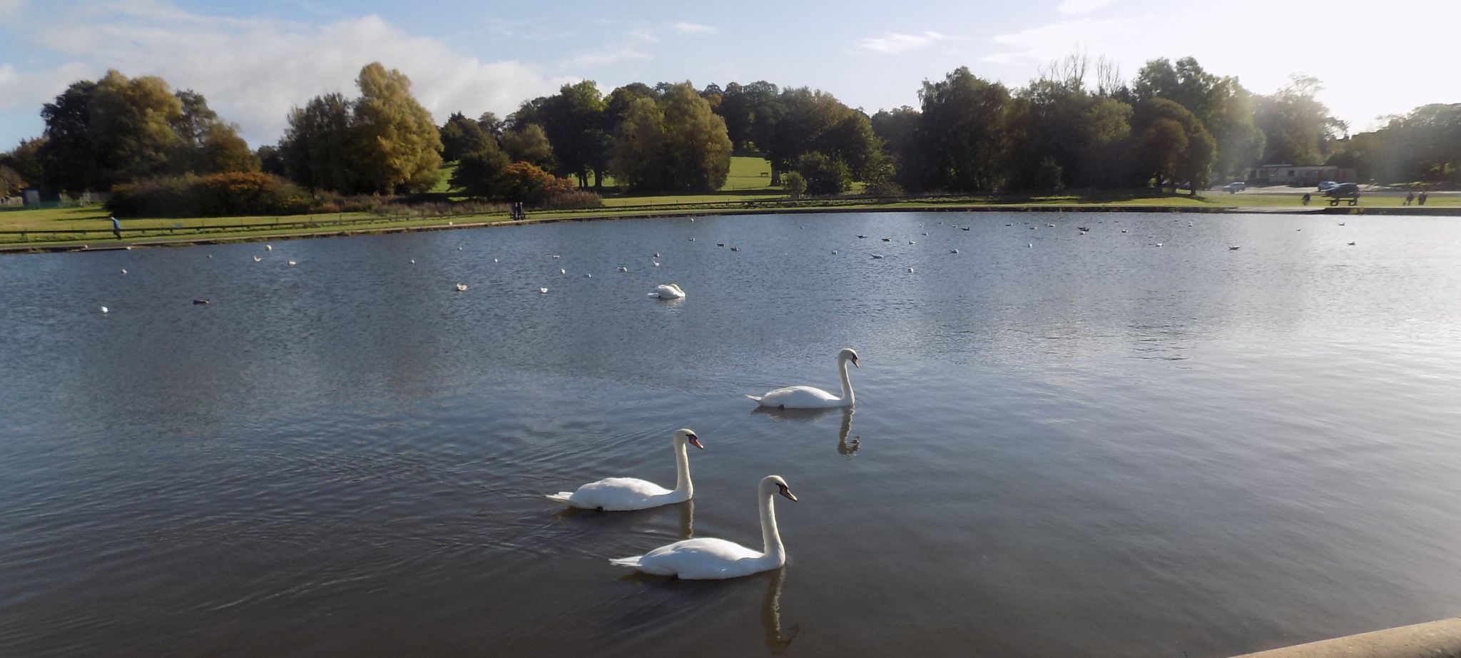 Pond in Barshaw Park