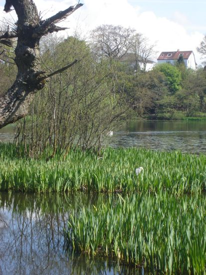 Kilmardinny Loch in Bearsden