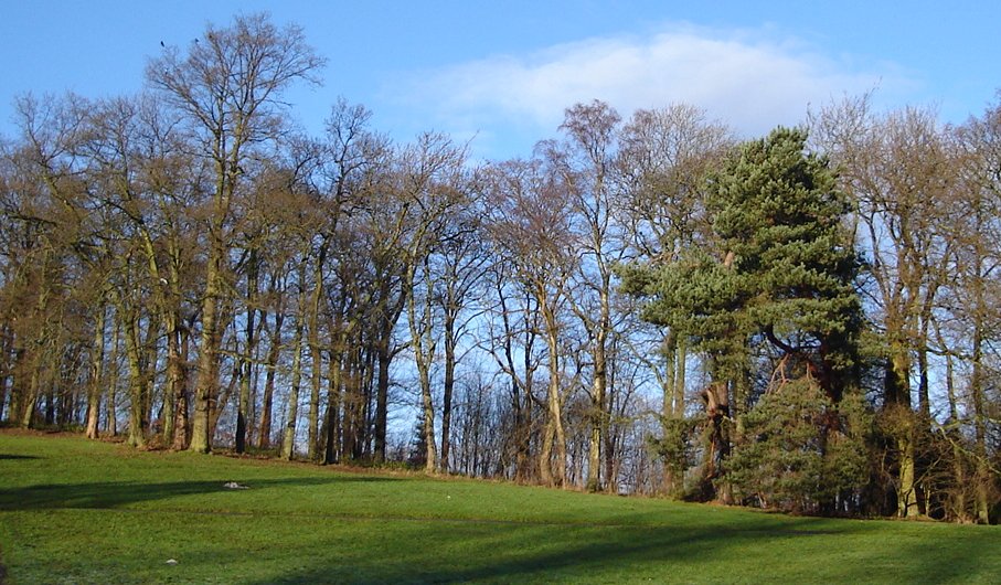 Woods in Winter at Kilmardinny Loch in Bearsden