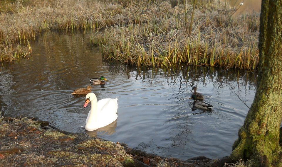 Swan and ducks in Kilmardinny Loch in Bearsden