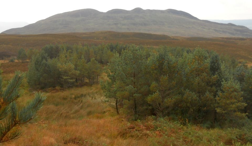 Conic Hill from Cashel Forest