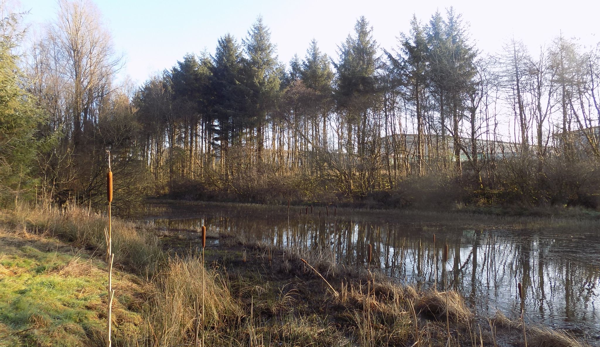 Pond in Orchardton Woods at Cumbernauld
