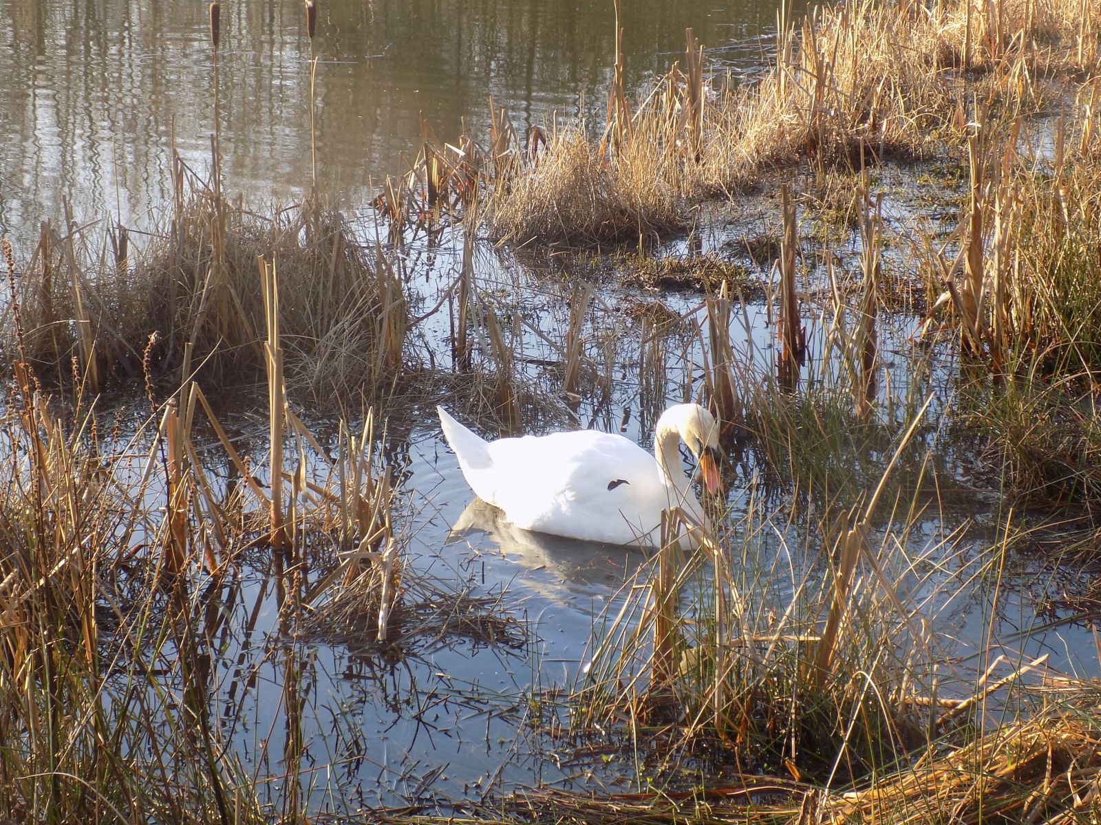 Swan in Pond at Orchardton Woods at Cumbernauld