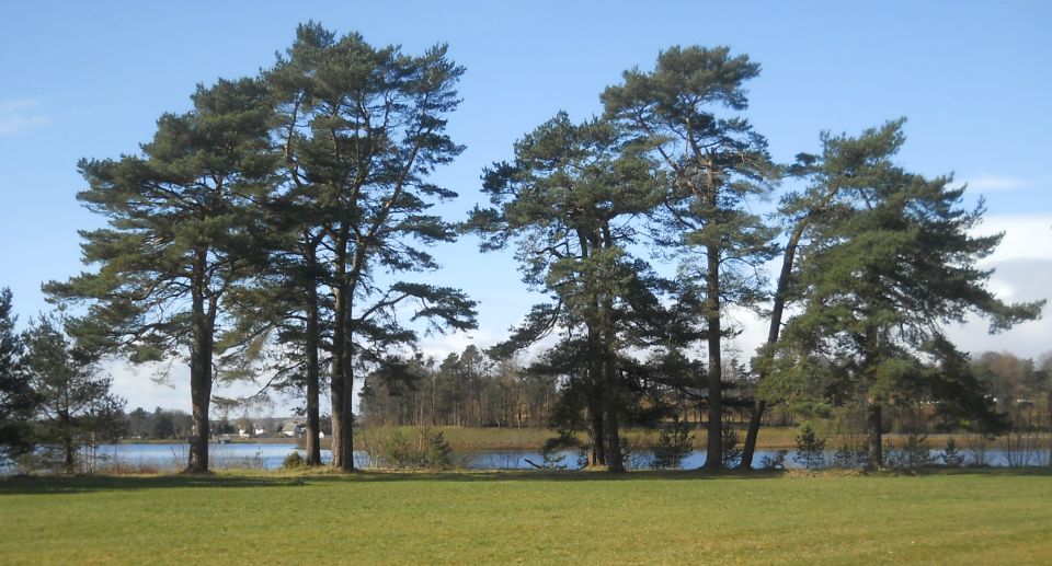 Scots Pine Trees at Craigmaddie Reservoir