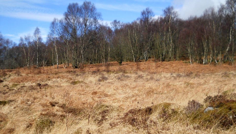 Path across Mugdock Woods from Reservoirs to the West Highland Way