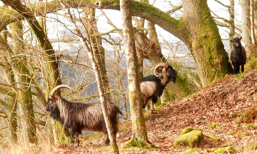 Mountain goats in forest beneath Craigmore