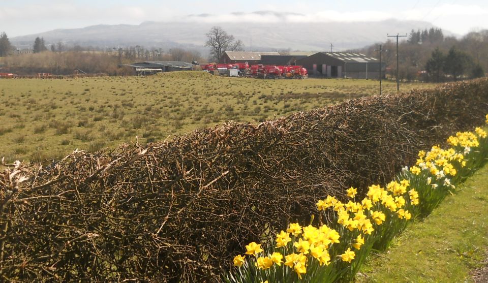 Daffodils at springtime in Croftamie